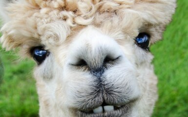 Nahaufnahme eines flauschigen Alpakas mit lockigem beigefarbenem Fell und leuchtenden Augen vor grünem Gras