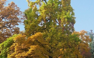 Üppiger grüner Rasen mit hohen Bäumen in herbstlichen Farben unter klarem blauem Himmel nahe Hotelanlage