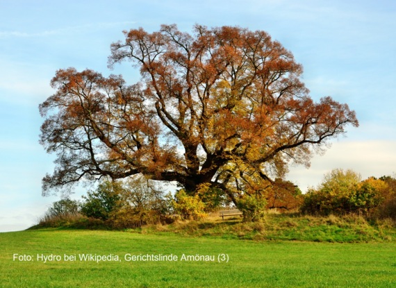 Großer Herbstbaum mit buntem Laub auf einer grasbewachsenen Anhöhe, daneben eine Holzbank unter blauem Himmel