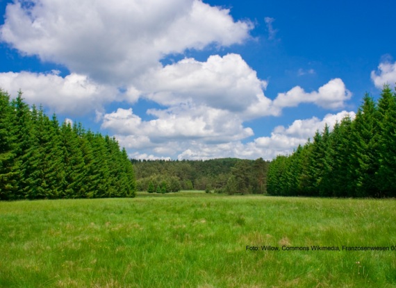 Weite grüne Wiese, umgeben von dichten Kiefern, unter blauem Himmel mit weißen Wolken