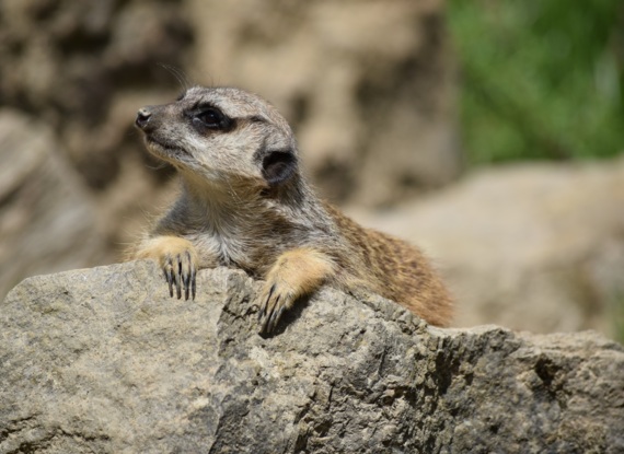 Erdmännchen lehnt mit den Vorderpfoten auf einem sonnenbeschienenen Felsen vor unscharfem Naturhintergrund