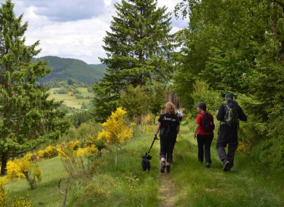 Gäste wandern auf einem bewaldeten Weg mit hohen Kiefern und gelben Blüten, genießen Natur und frische Luft