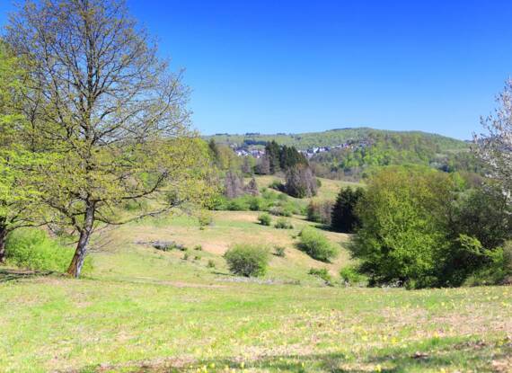 Heller Frühlingswiese mit grünen Bäumen und sanften Hügeln unter klarem blauem Himmel, ideal für Naturspaziergänge im Freien