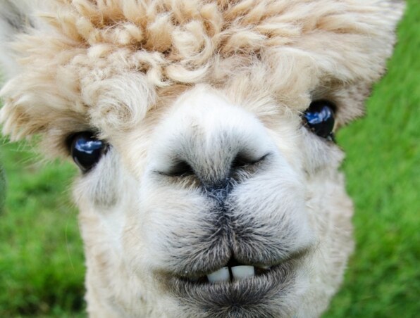 Nahaufnahme eines flauschigen Alpakas mit lockigem beigefarbenem Fell und leuchtenden Augen vor grünem Gras