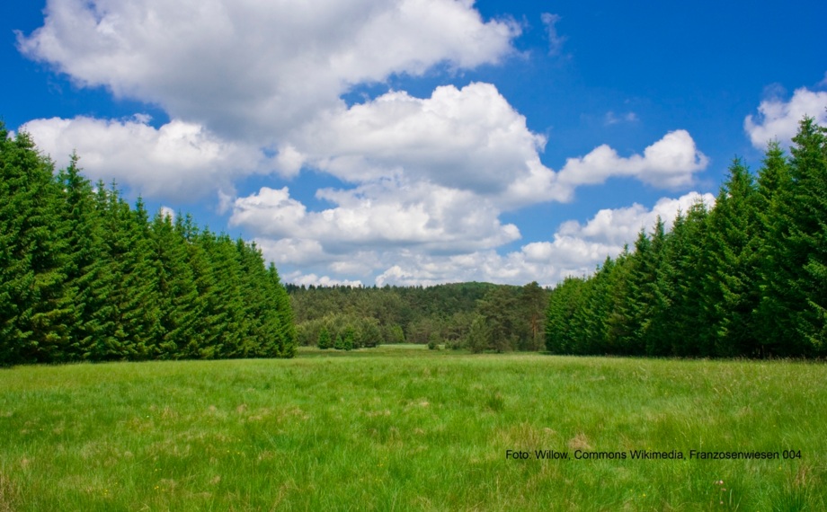 Weite grüne Wiese, umgeben von dichten Kiefern, unter blauem Himmel mit weißen Wolken