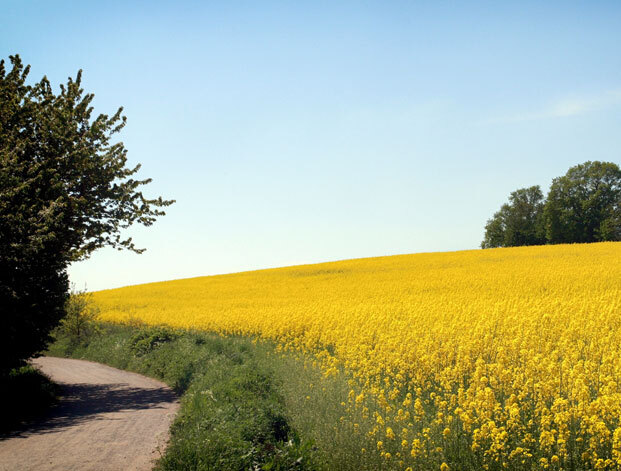 Weg neben einem leuchtend gelben Blumenfeld unter klarem blauem Himmel mit Bäumen am Rand