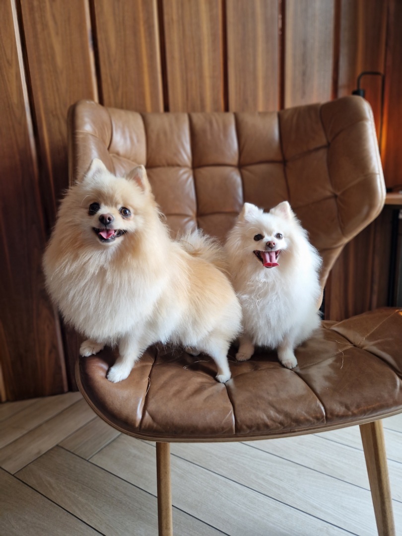 dwa szpice miniaturowe