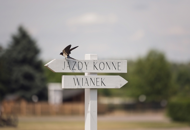 Biały drogowskaz ze strzałkami „Jazdy konne” i „Wianek”, na górze siedzi jaskółka, wiejski, spokojny krajobraz
