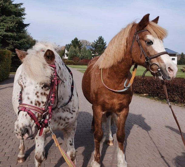 Dwa konie na brukowanej ścieżce: plamisty kucyk w różowym kantarze i kasztanowy koń w uzdzie, na lonżach