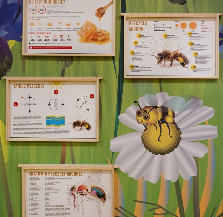 Ekspozycja o pszczołach: drewniane tablice z infografikami o miodzie, anatomii i tańcu na kolorowym muralu.