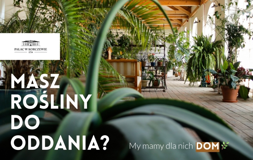 przyjmiemy rośliny do oddania oranżeria kwiaty za darmo