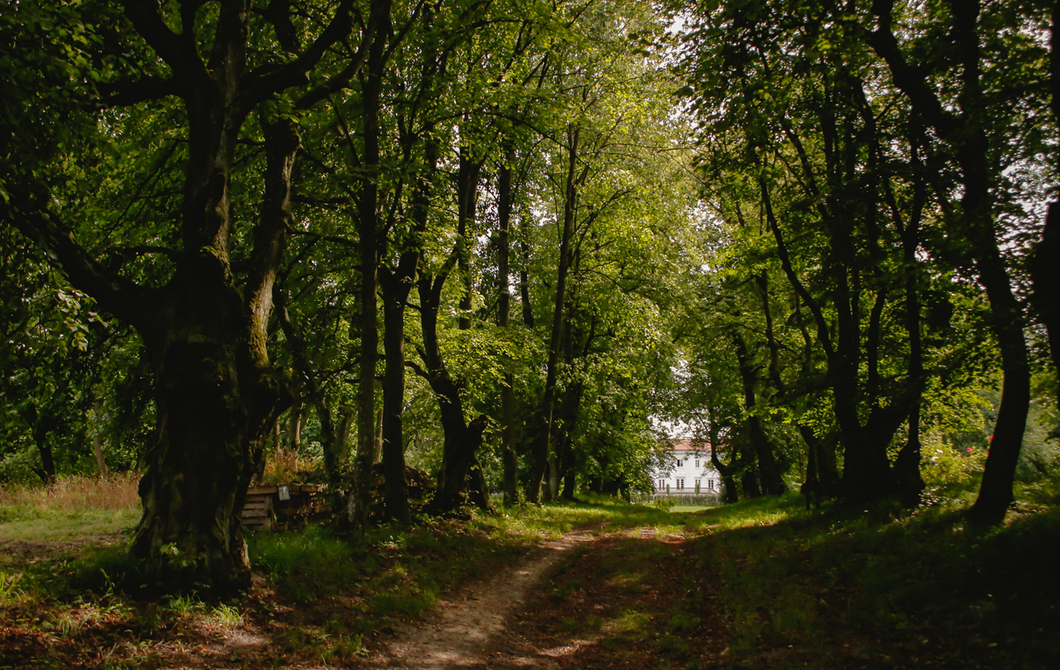 park pałacowy zabytkowy pałac korczew imprezy eventy plenerowe biznes aleja dębowa