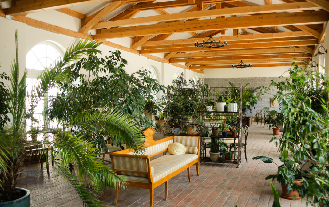 oranżeria kwiaty egzotyczne rośliny