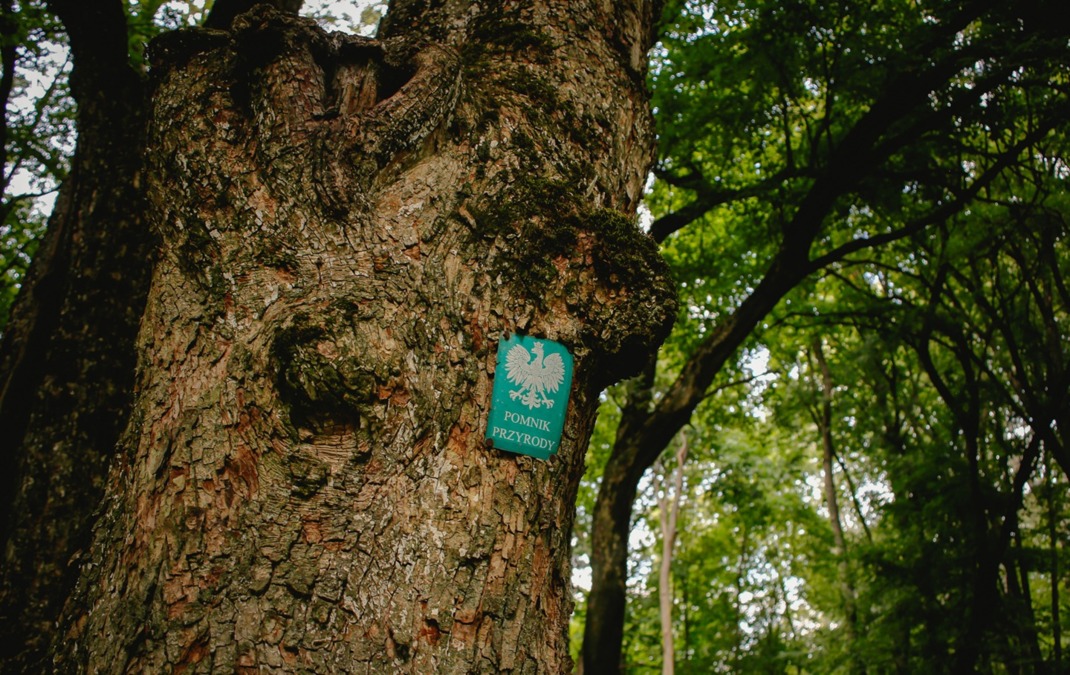 pomnik przyrody korczew dolina bugu pałac w korczewie zabytek