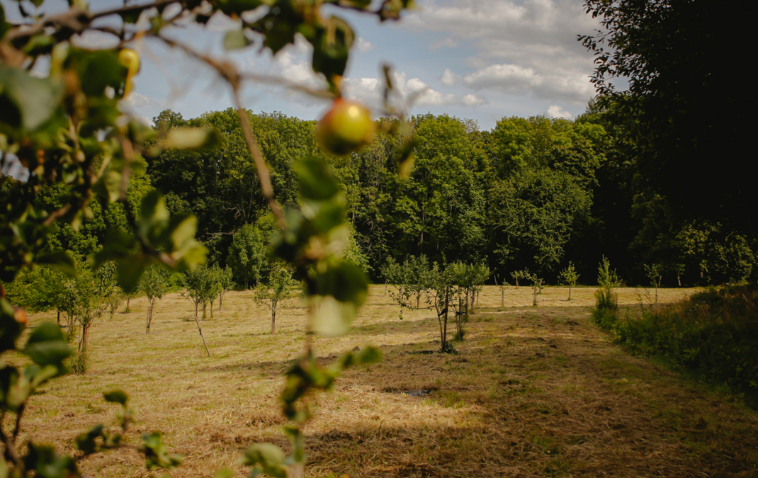 park pałacowy zabytkowy pałac korczew imprezy eventy plenerowe biznes