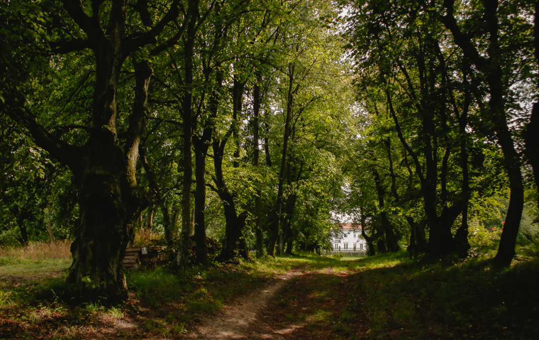 park pałacowy zabytkowy pałac korczew imprezy eventy plenerowe biznes aleja dębowa