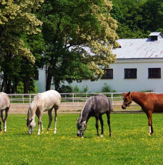 stadnina konna Korczew