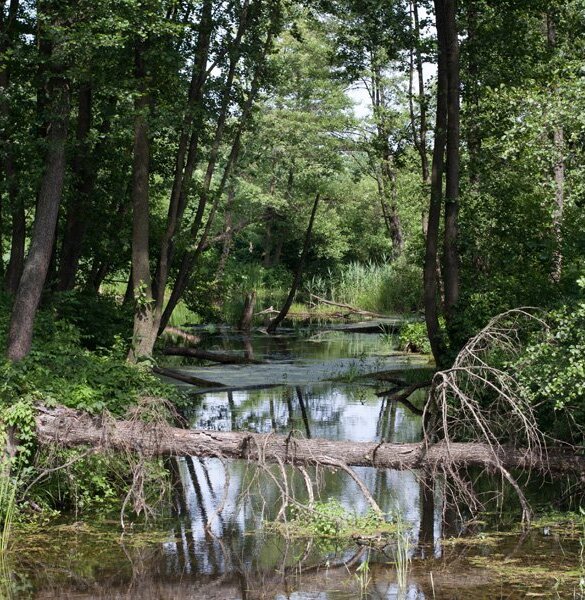 Podlasie Nadbużańskie