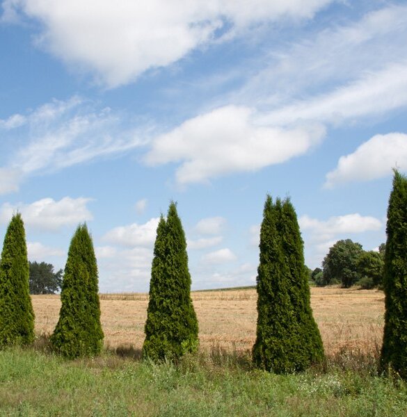 Podlasie Nadbużańskie
