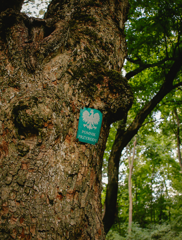 pomnik przyrody korczew dolina bugu pałac w korczewie zabytek