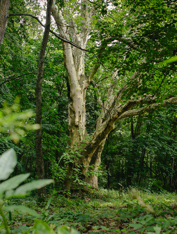 platan park pałacowy korczew