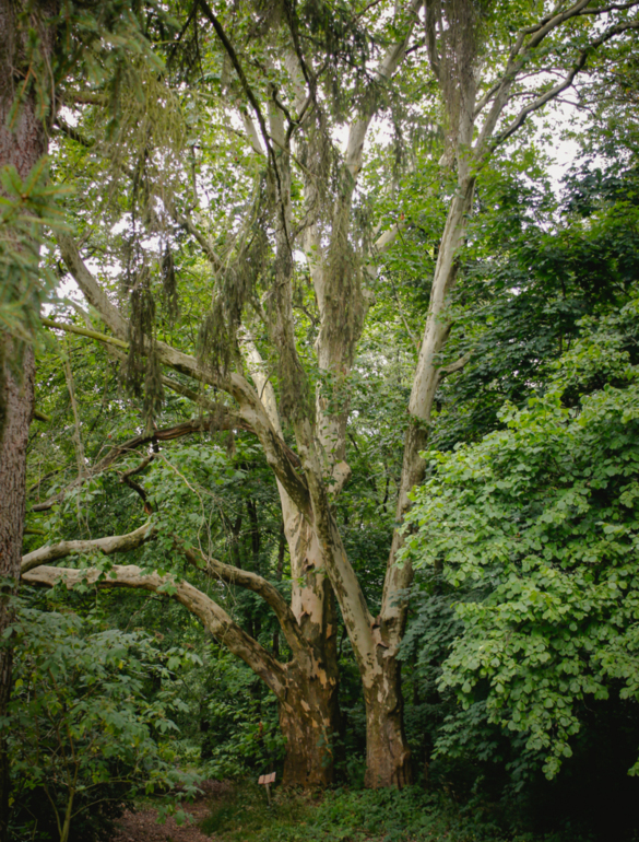 park pałacowy zabytkowy pałac korczew imprezy eventy plenerowe biznes