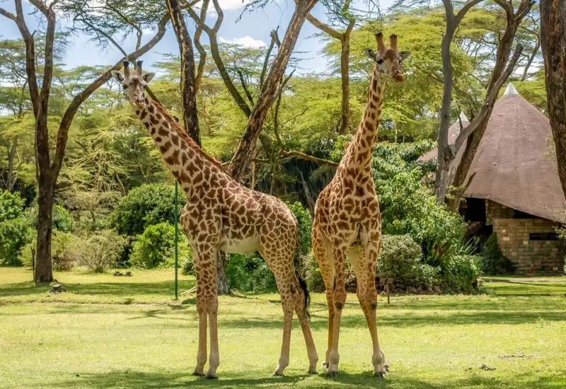 The Executive Suite - Lake Naivasha Sopa Resort