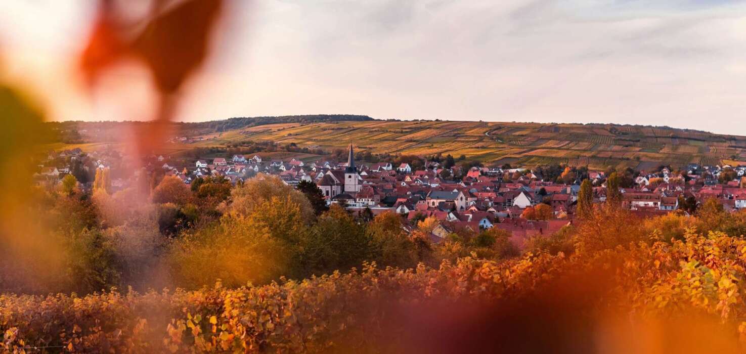 Blick auf Rosheim im Elsass mit Weinbergen und Kirche im Sonnenuntergang