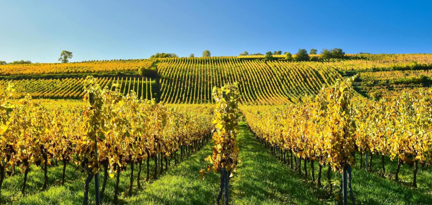 Sonnige Weinberge im Elsass mit goldenen Reben im Herbst