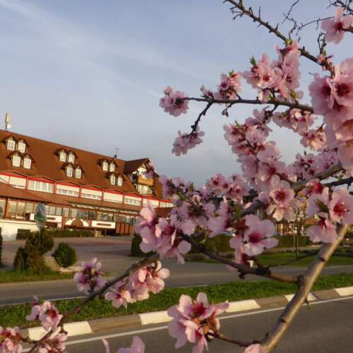Hotel Schweigener Hof mit blühenden Mandelbäumen im Frühling