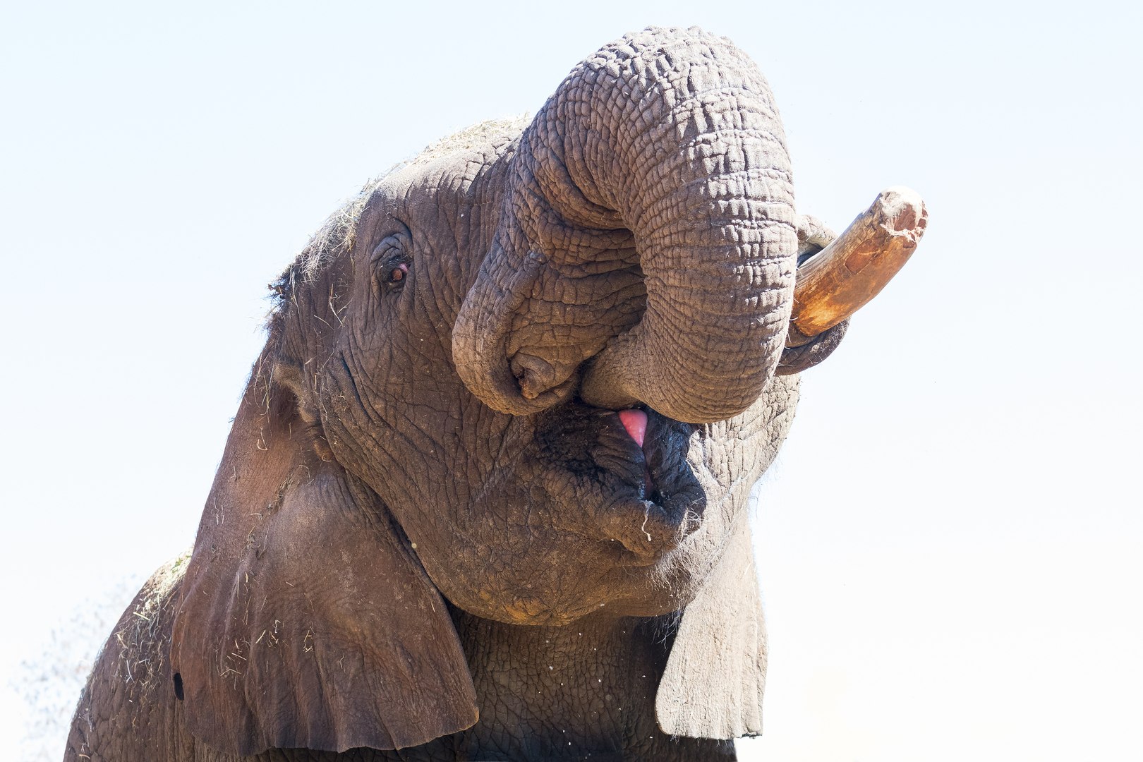 Elephant Sanctuary Hartbeespoort wildlife experience near Johannesburg