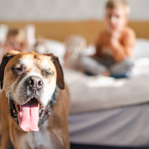A large dog with closed eyes standing next to a hotel bed in a suite.