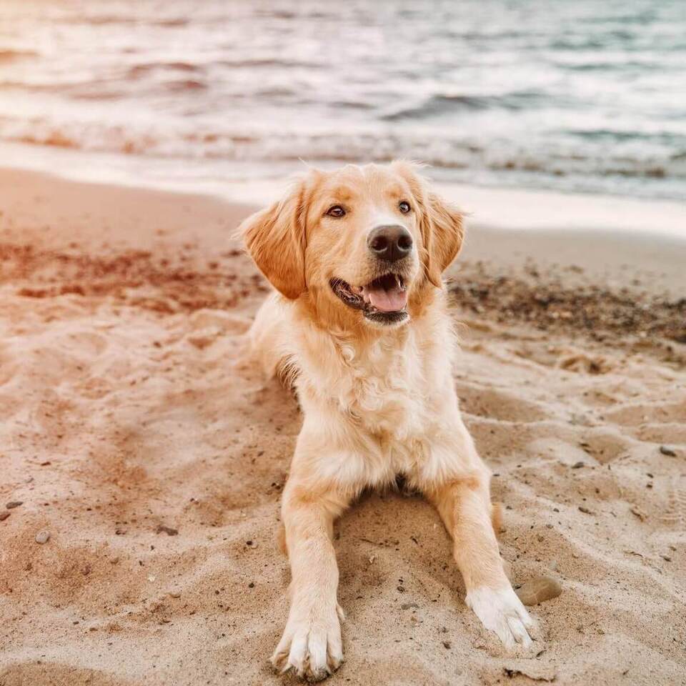 Golden retriever odpoczywa na piaszczystej plaży o zachodzie słońca, łagodne fale — przyjazna zwierzętom plaża dla gości hotelu