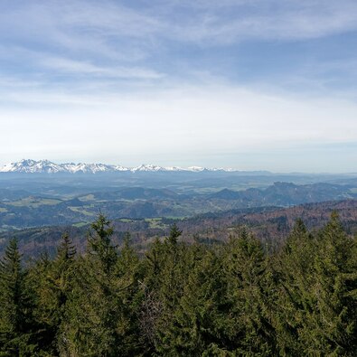 Expansive mountain panorama with dense evergreen forest in foreground, rolling valleys and distant snow-capped peaks.