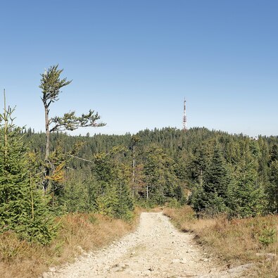 Gravel hiking trail winding through dense pine forest toward a distant radio tower on a wooded hill under clear blue sky