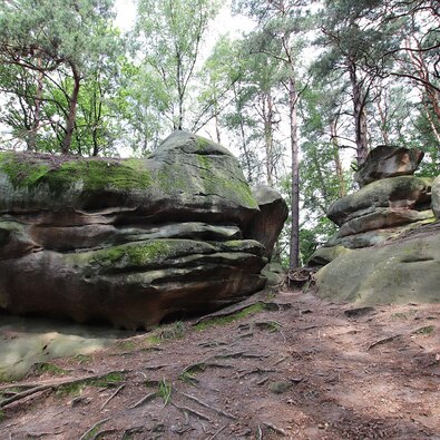 Moss-covered sandstone boulders and exposed tree roots in a shaded pine and birch forest trail