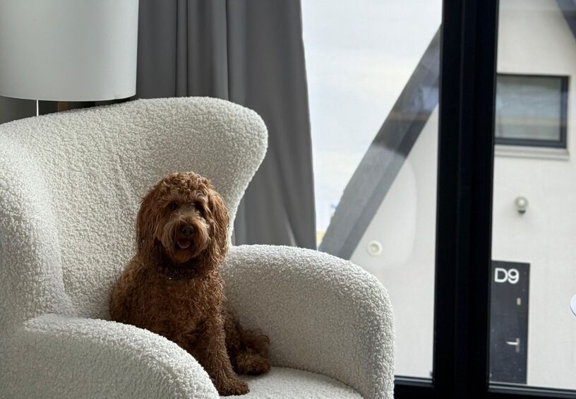 Brązowy cockapoo odpoczywa na białym fotelu bouclé w nowoczesnym pokoju przy lampie i szklanych drzwiach na balkon