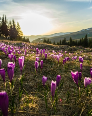 Trasa w Dolinie Kościeliskiej w Tatrach z widokiem na schronisko na Hali Ornak i kwitnące krokusy