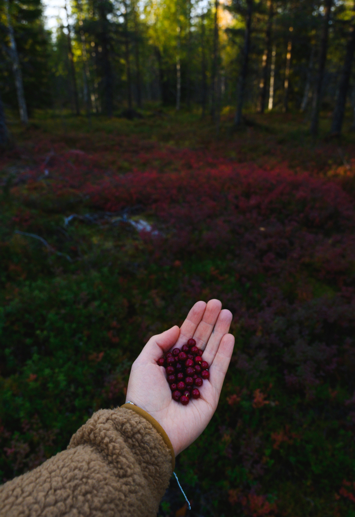 Nova Galaxy Village, Igloo hotel Rovaniemi Lapland, Autumn in Rovaniemi, Glass Igloo hotel Rovaniem
