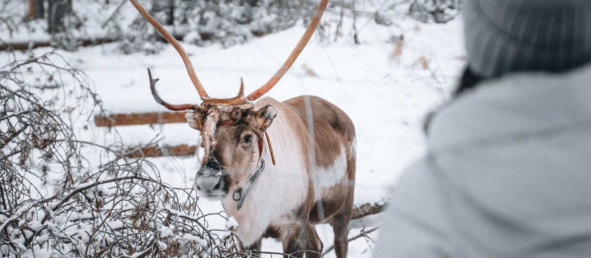 A reindeer outside at Nova Skyland Hotel