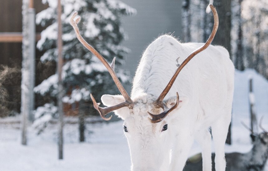 Poro Nova Skyland Hotellin pihassa