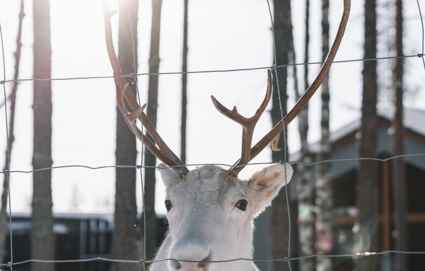 Poro Nova Skyland Hotellin pihassa