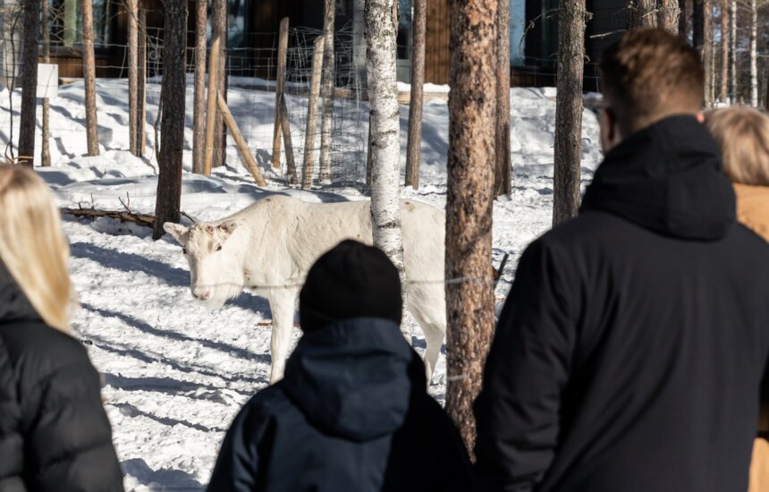 Perhe katsomassa poroja Nova Skyland Hotellin pihassa