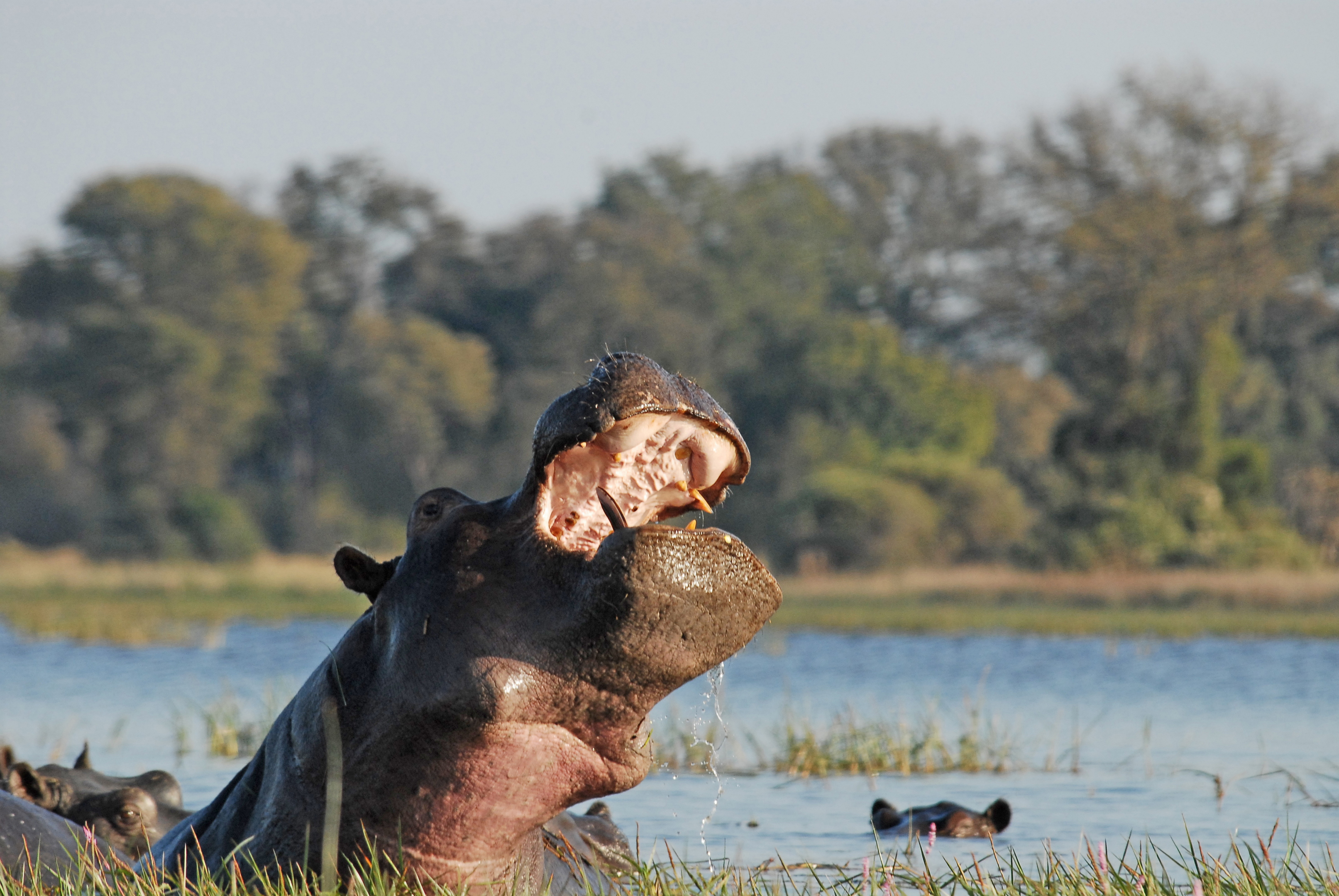 Hippo sighting on an Okavango River boat cruise from Divava Okavango Lodge, Namibia