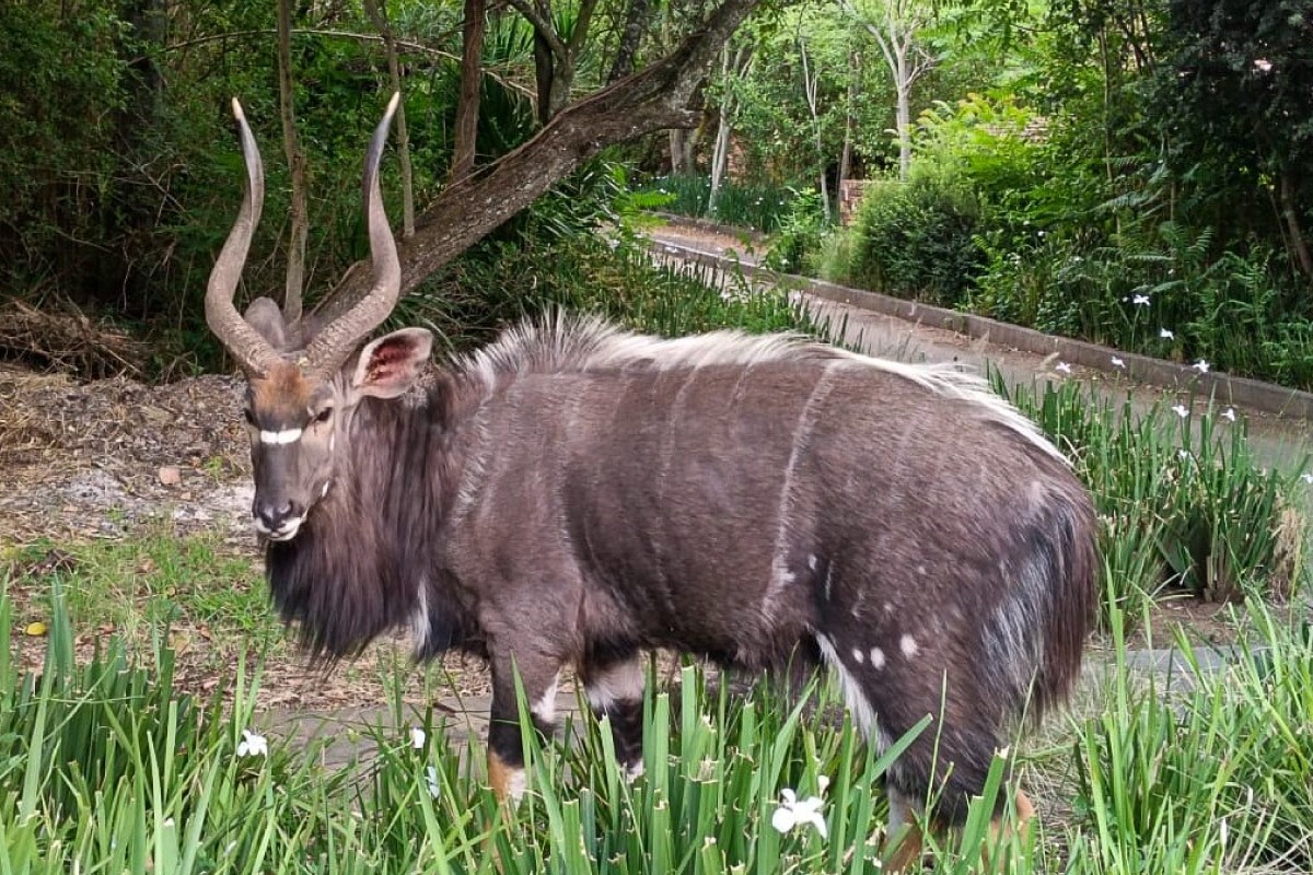 Large spiral-horned antelope standing in landscaped garden by a lodge pathway, lush trees and flowering border visible