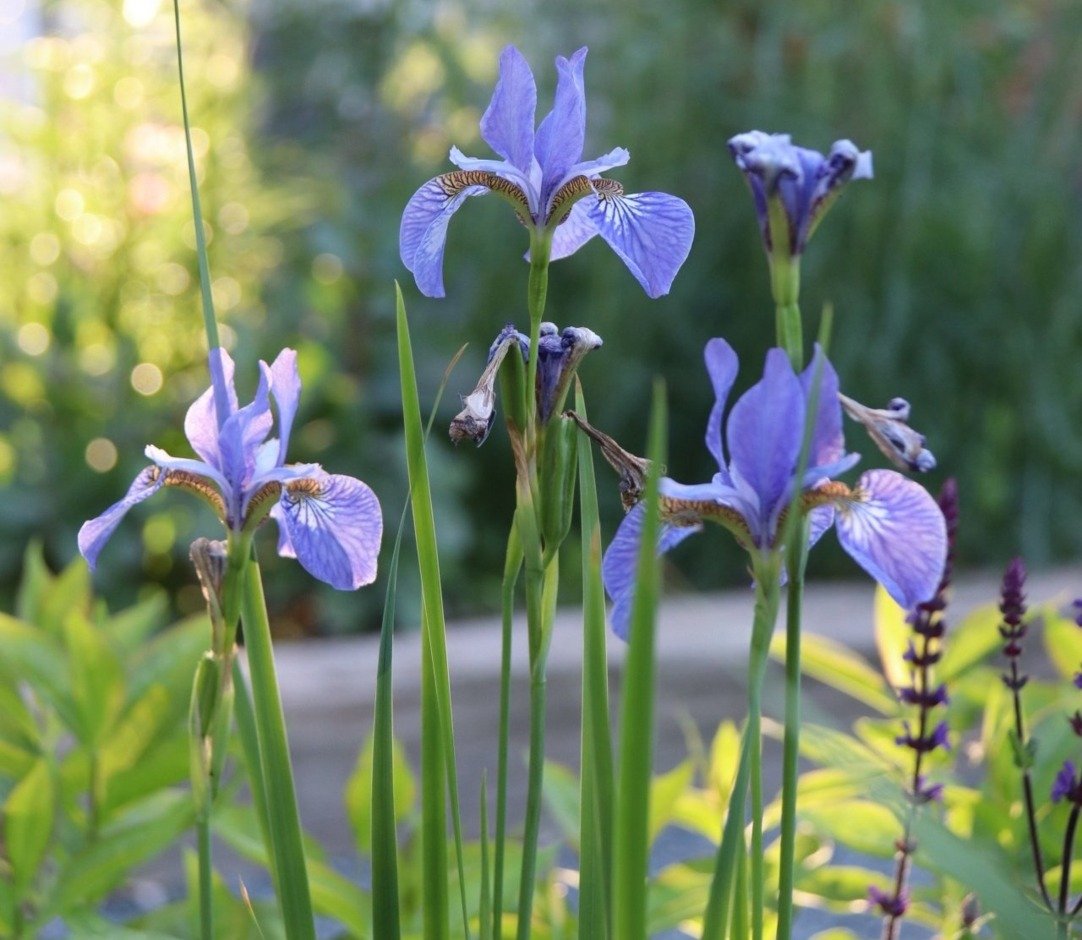 Kwiaty w Pałacu Kamieniec. Łąka.