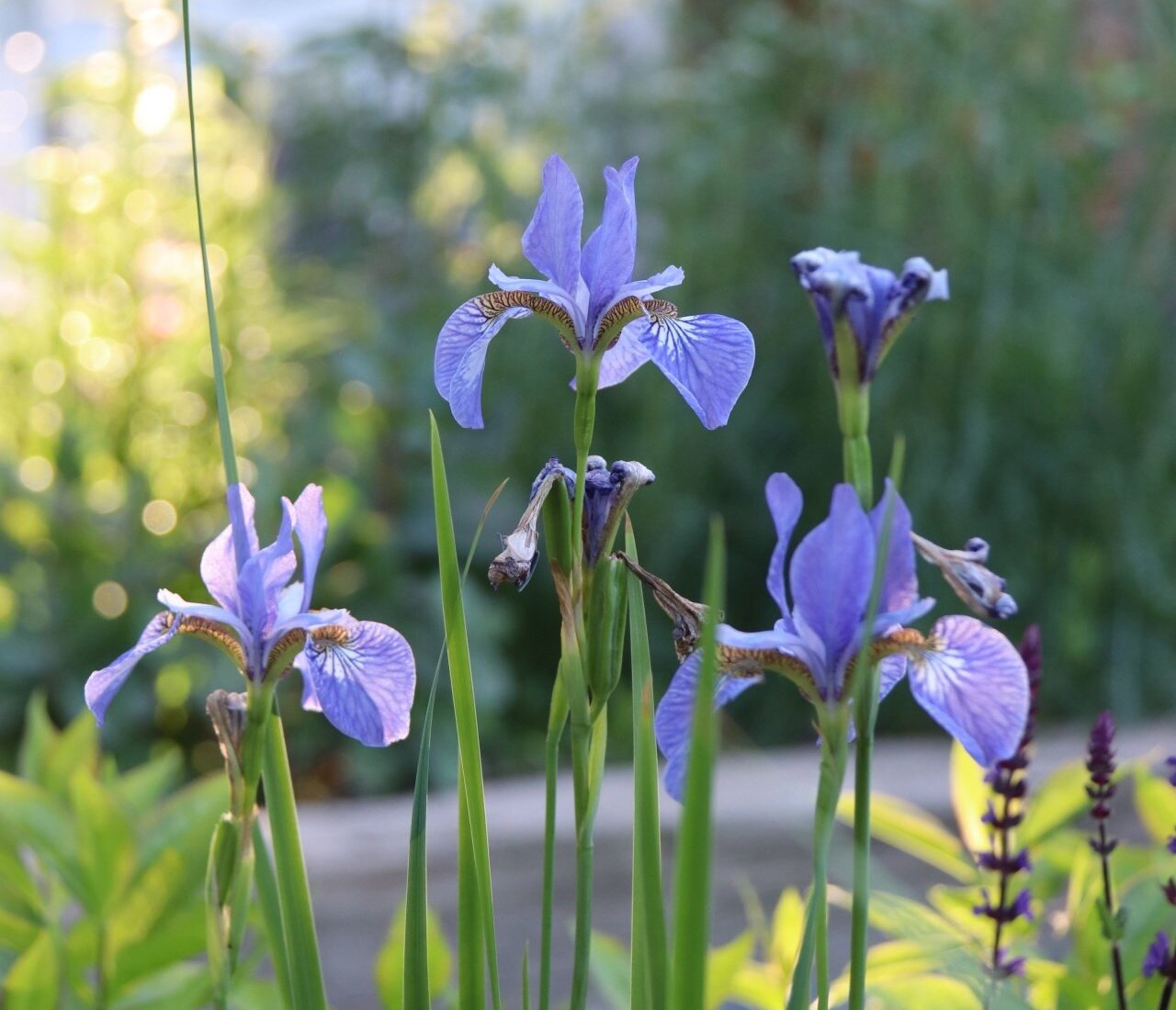 Kwiaty w Pałacu Kamieniec. Łąka.