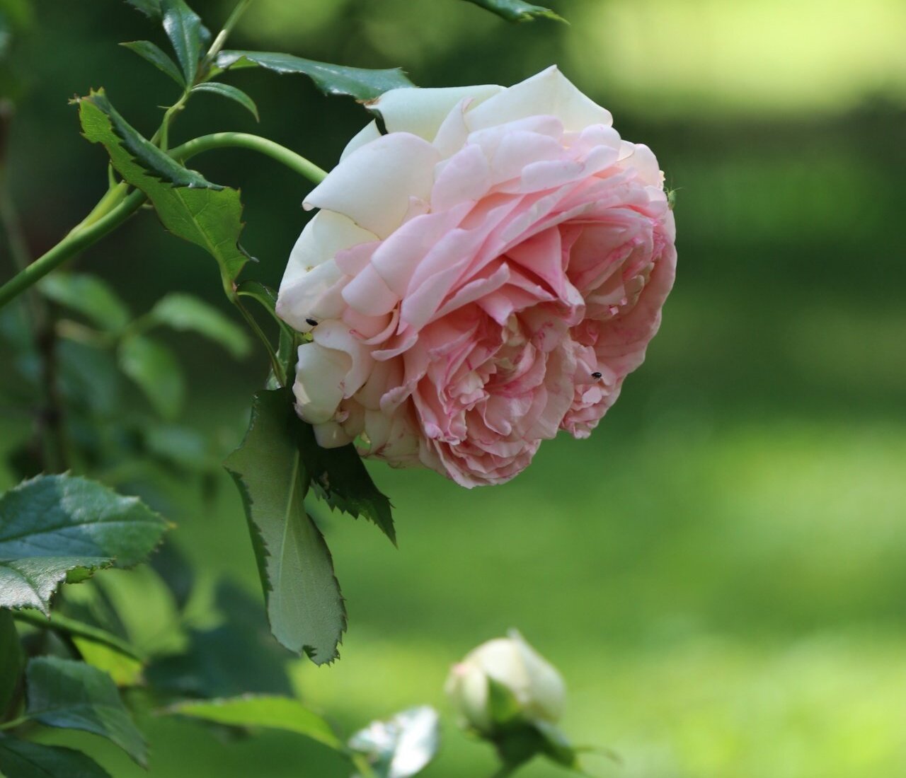 Kwiaty w Pałacu Kamieniec. Łąka. Ogród historyczny