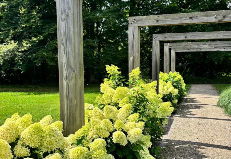Żwirowa ścieżka obsadzona jasnozielonymi hortensjami wzdłuż drewnianych ram pergoli, trawnik i zacieniony las w tle.