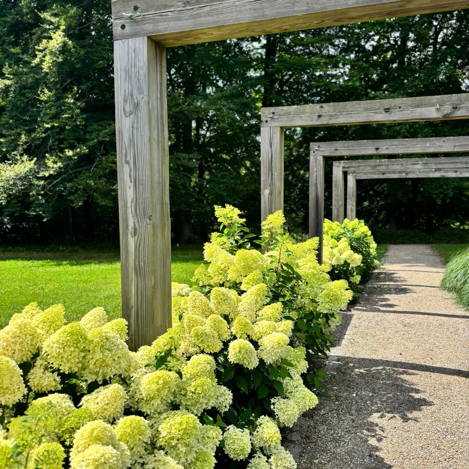 Żwirowa ścieżka obsadzona jasnozielonymi hortensjami wzdłuż drewnianych ram pergoli, trawnik i zacieniony las w tle.